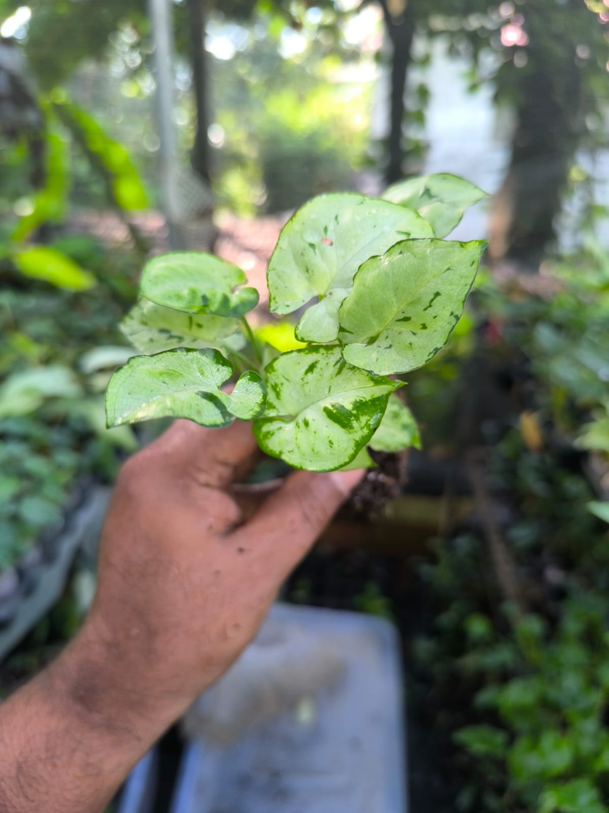 Syngonium 6-in-1 Combo Juvenile Plants Set