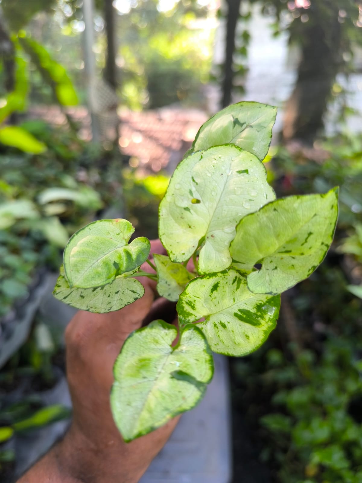 Syngonium 6-in-1 Combo Juvenile Plants Set