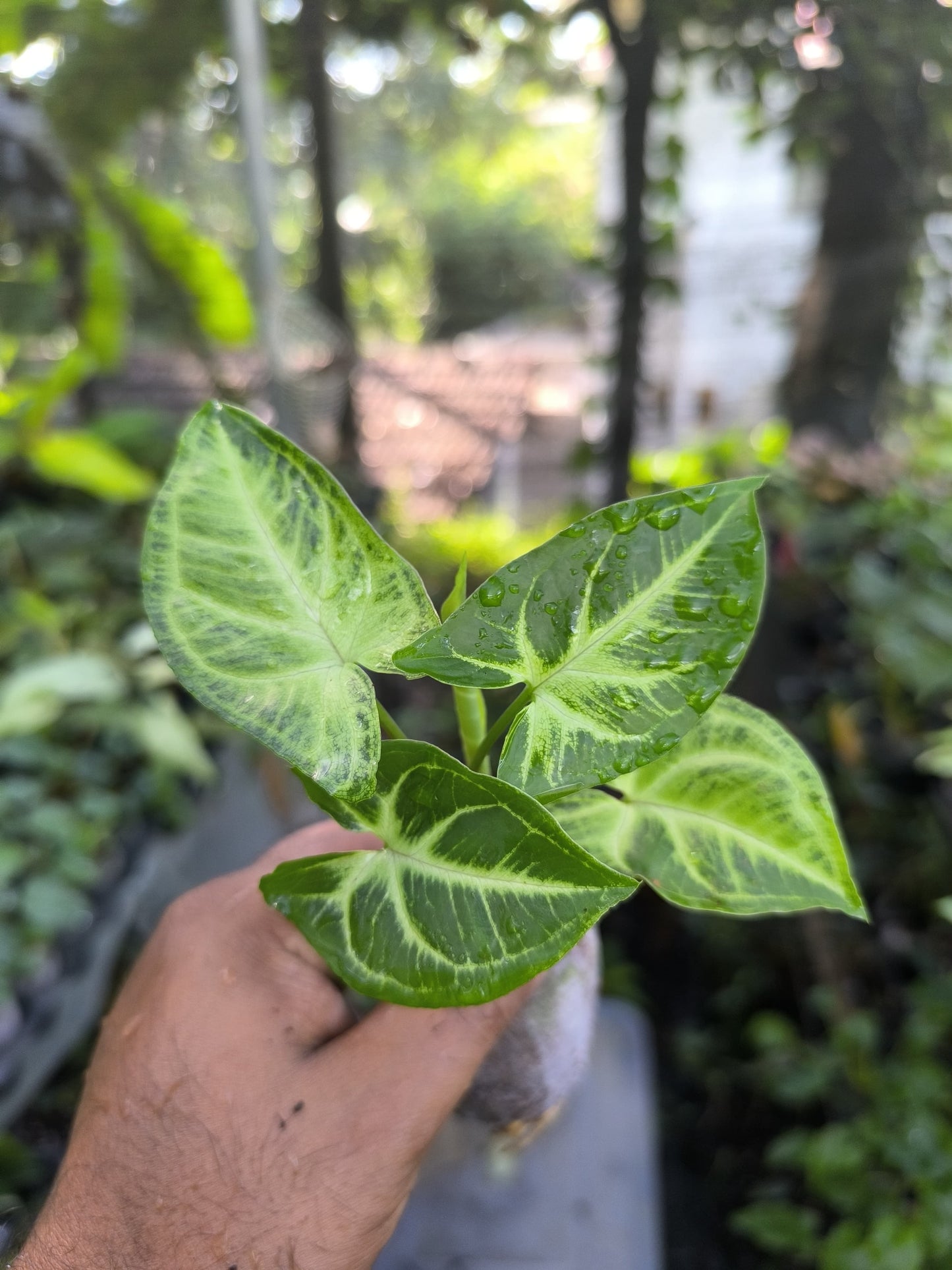 Syngonium 6-in-1 Combo Juvenile Plants Set