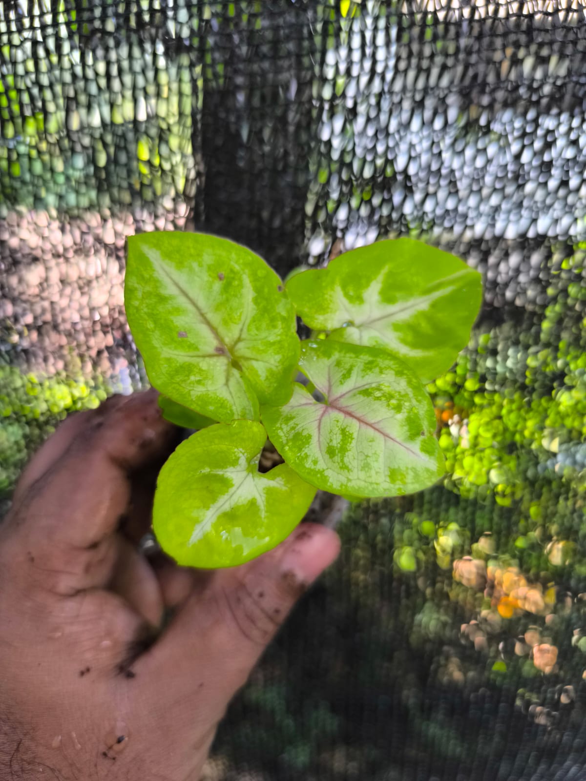 Syngonium 6-in-1 Combo Juvenile Plants Set