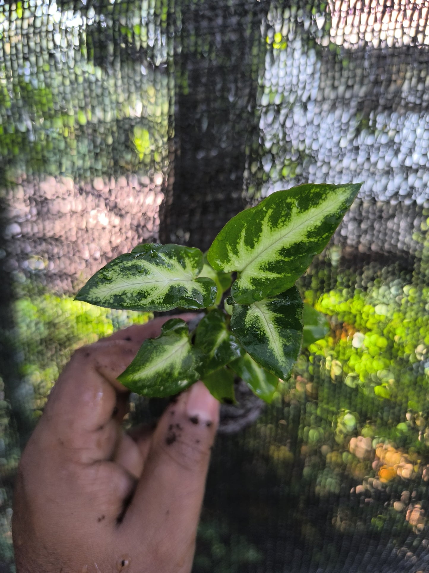 Syngonium 6-in-1 Combo Juvenile Plants Set