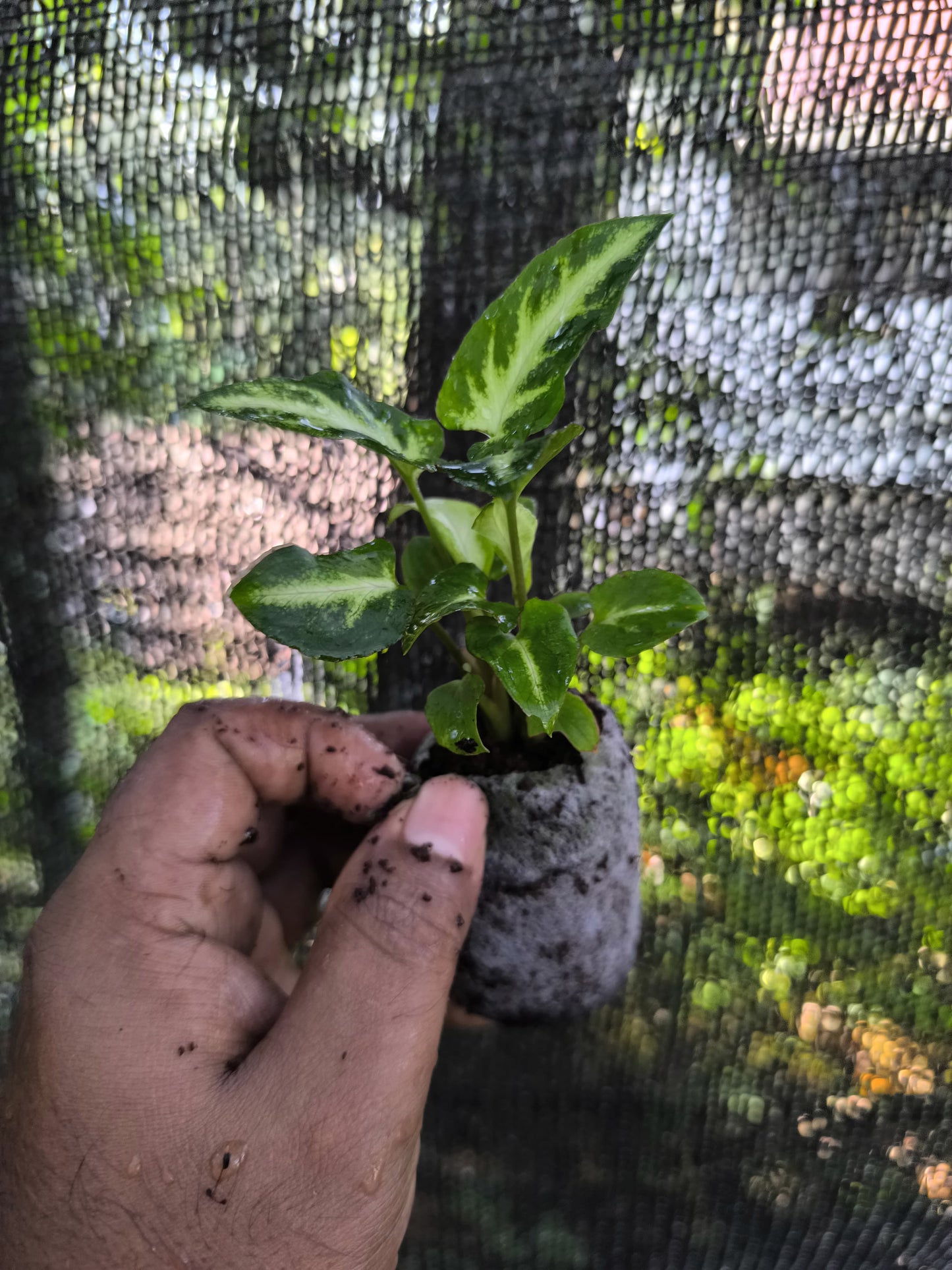 Syngonium 6-in-1 Combo Juvenile Plants Set