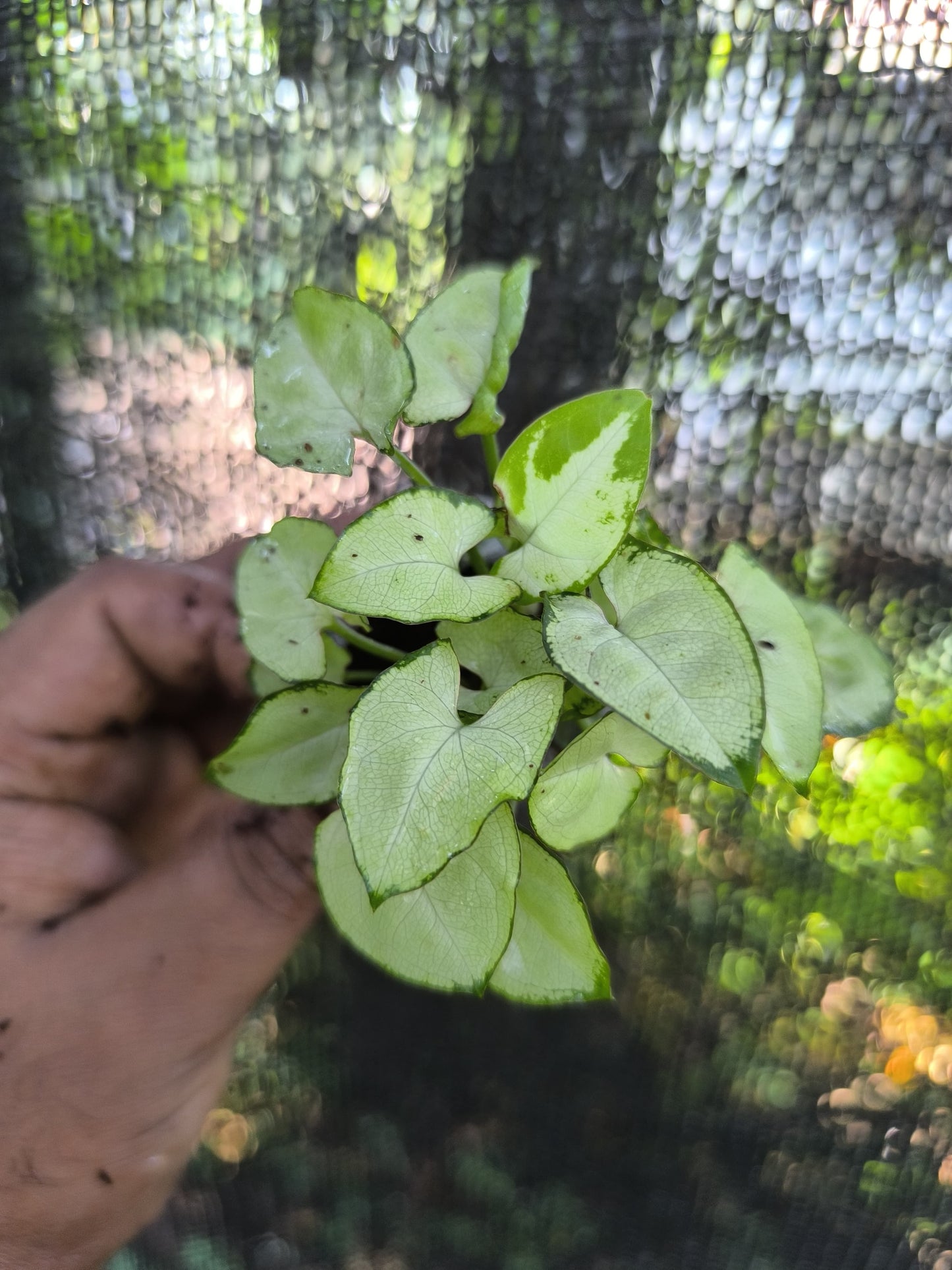 Syngonium 6-in-1 Combo Juvenile Plants Set