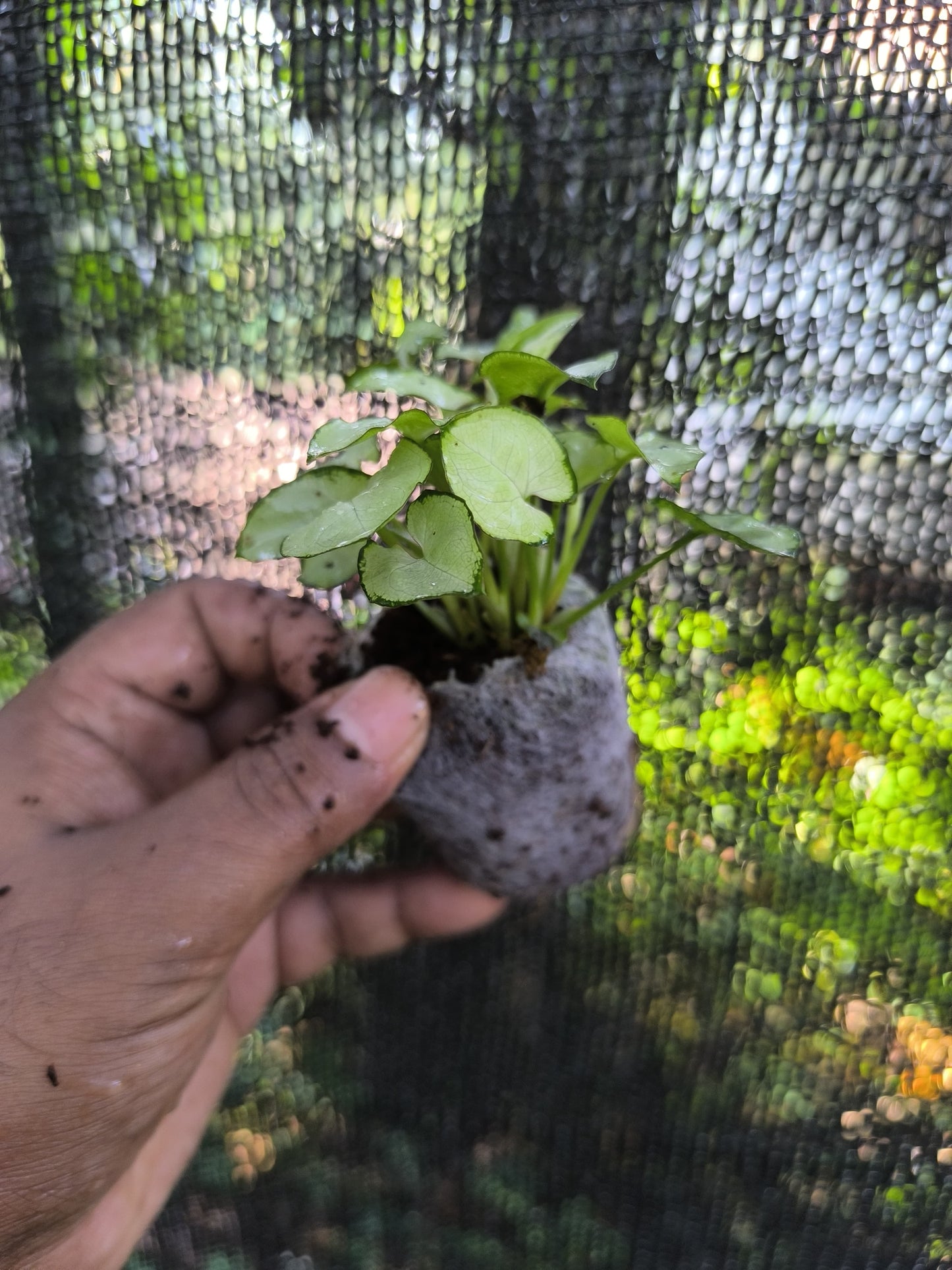 Syngonium 6-in-1 Combo Juvenile Plants Set