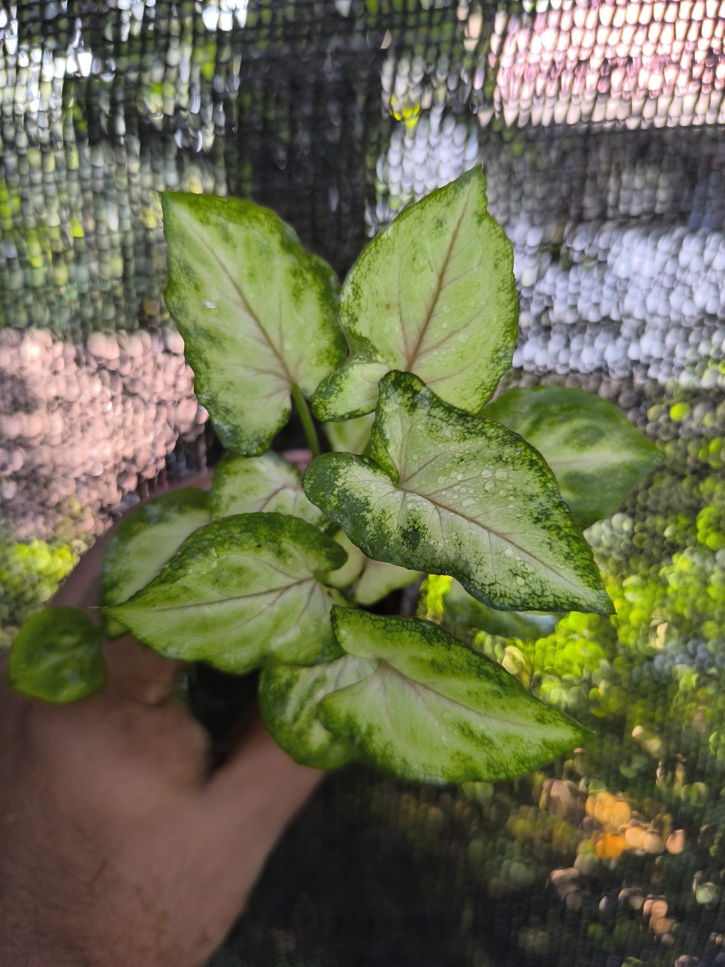 Syngonium 6-in-1 Combo Juvenile Plants Set