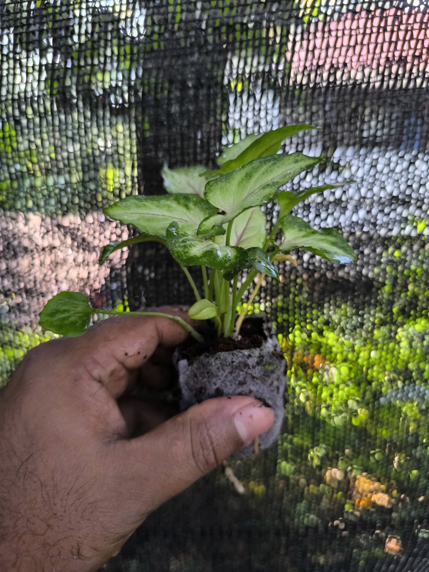 Syngonium 6-in-1 Combo Juvenile Plants Set