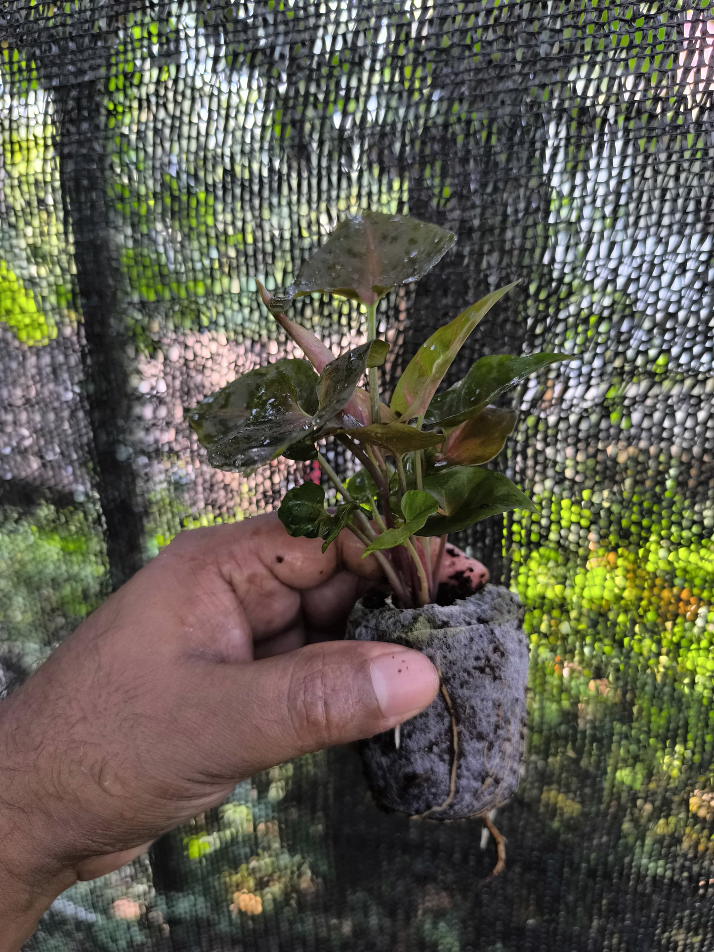 Syngonium 6-in-1 Combo Juvenile Plants Set