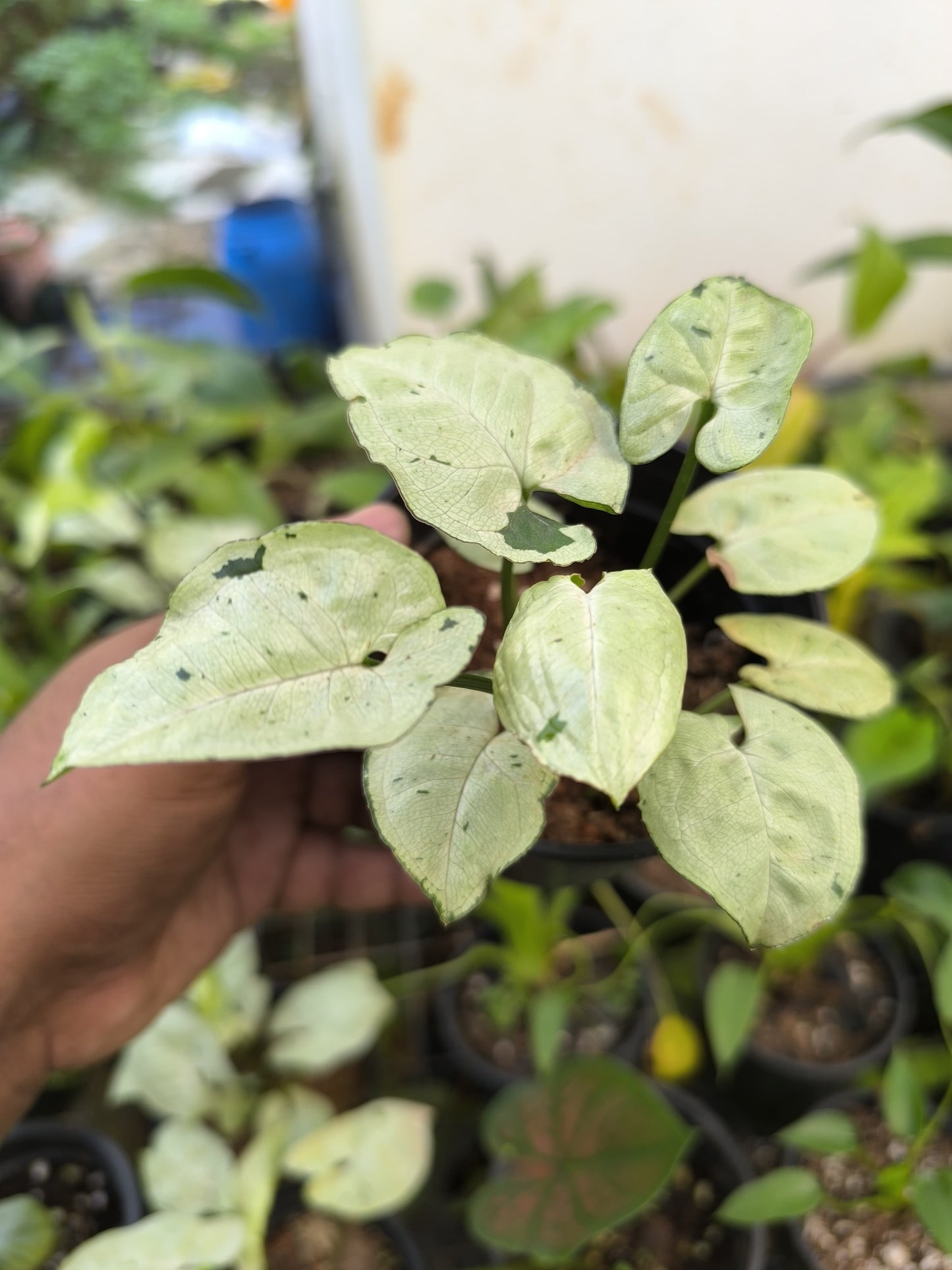 Syngonium 3-in-1 Combo Juvenile Plants Set