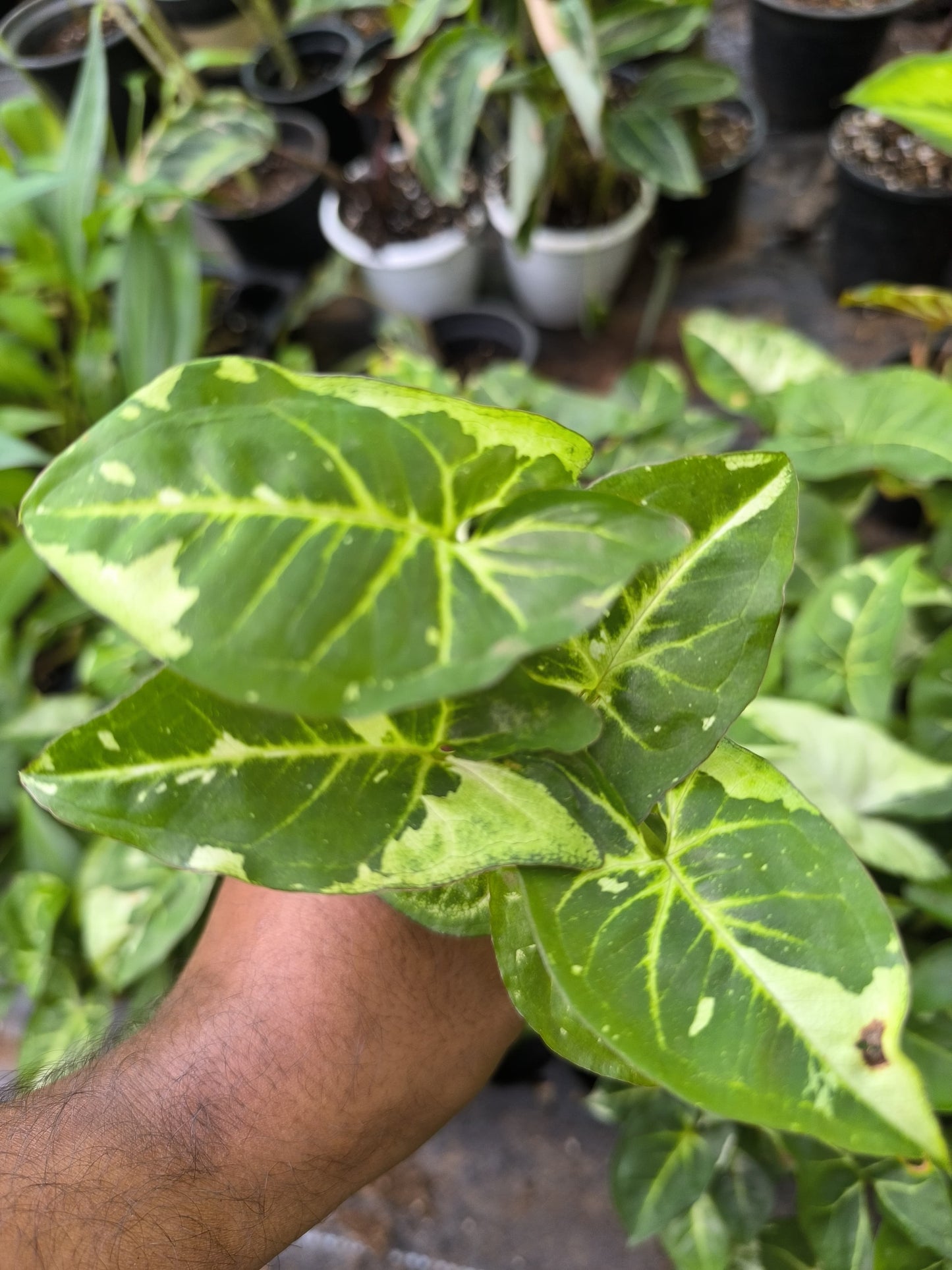 Syngonium 3-in-1 Combo Juvenile Plants Set