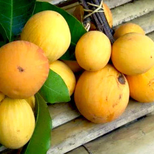 Aguh Gitan Exotic Fruit Plant (Willughbeia Edulis)