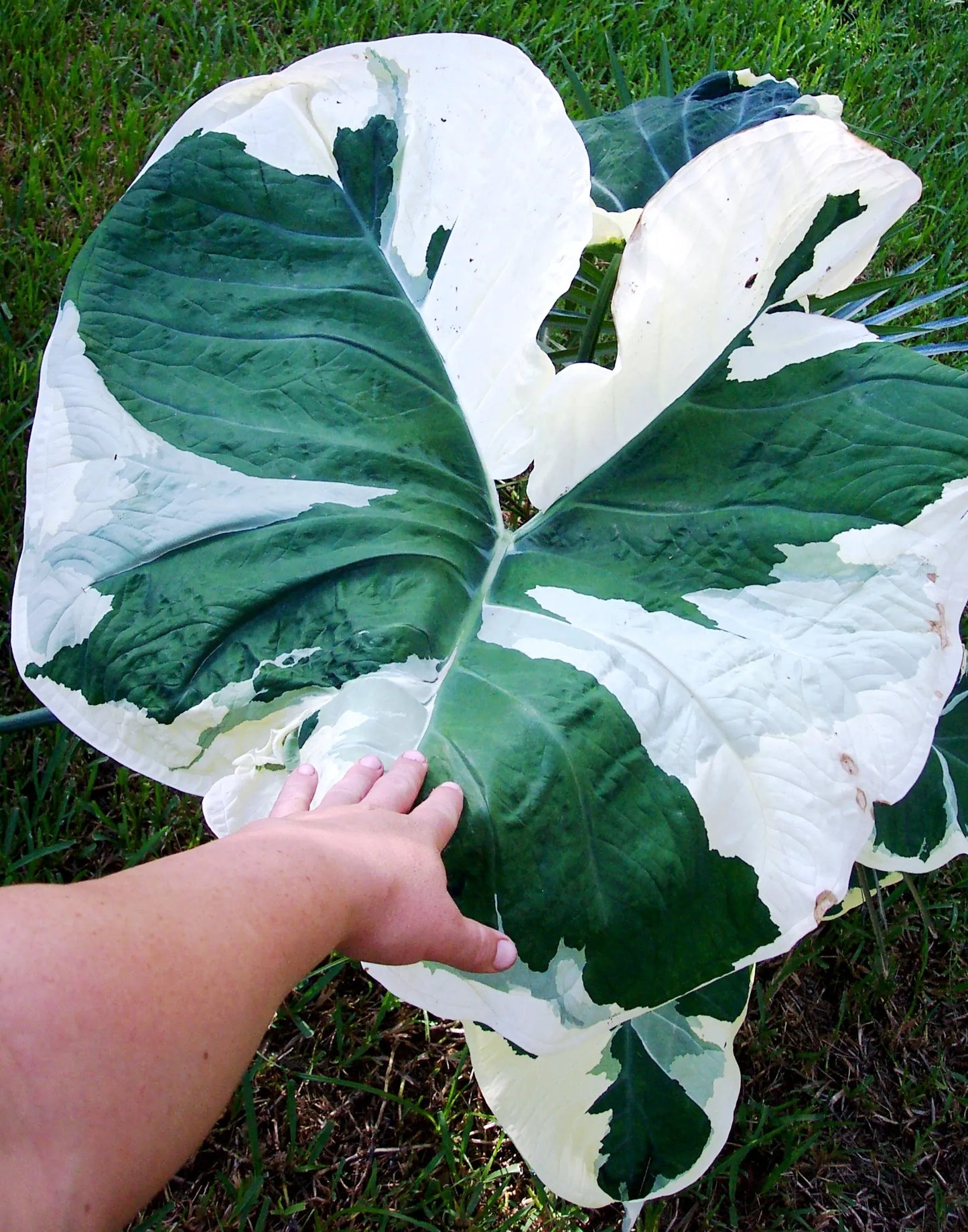 Alocasia Mickey Mouse