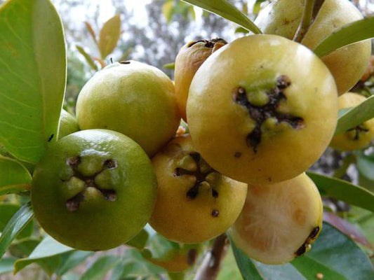 Yellow Strawberry Guava Exotic Fruit Plants (Psidium Cattleianum)