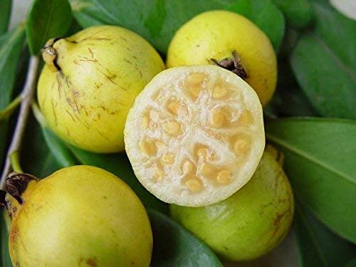 Yellow Strawberry Guava Exotic Fruit Plants (Psidium Cattleianum)