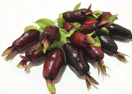 Savannah Cherry Exotic Fruit Plants (Eugenia Calycina)