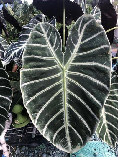 Alocasia Longiloba Grandis