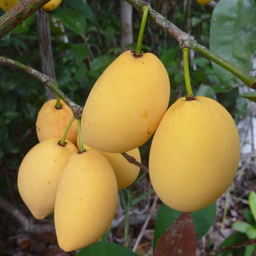 Bacupari Exotic Fruit Plants (Garcinia Brasiliensis )