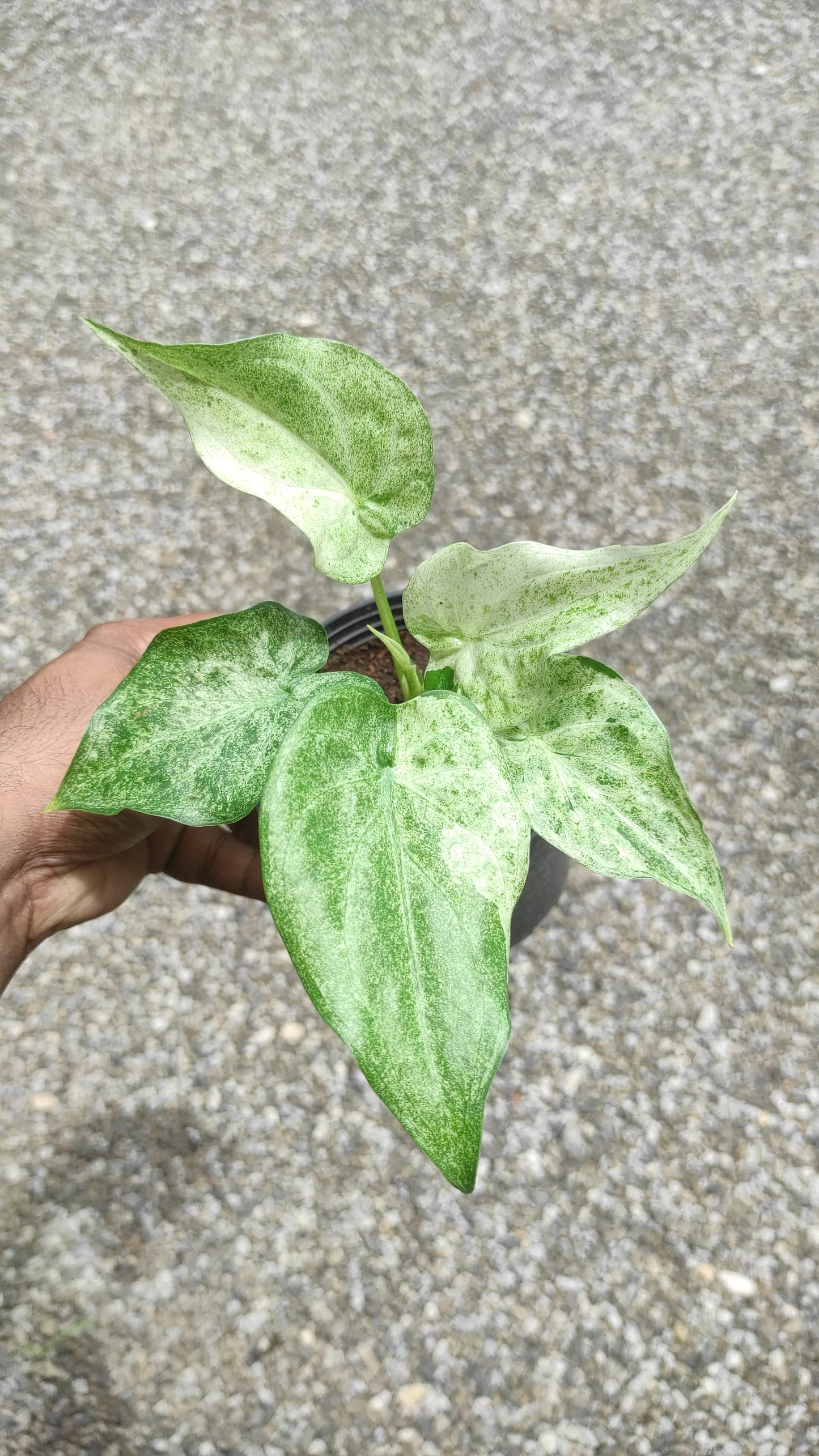 Alocasia Cucullata Mint Variegated