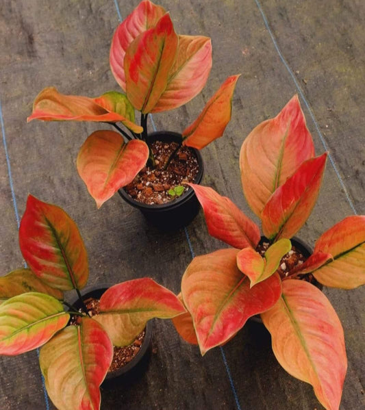 Aglaonema Red Apple