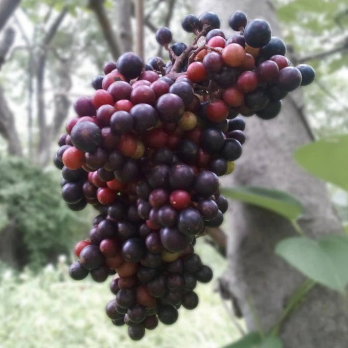 Cambodian Wild Grape Exotic Fruit Plant (Ampelocissus Martini)