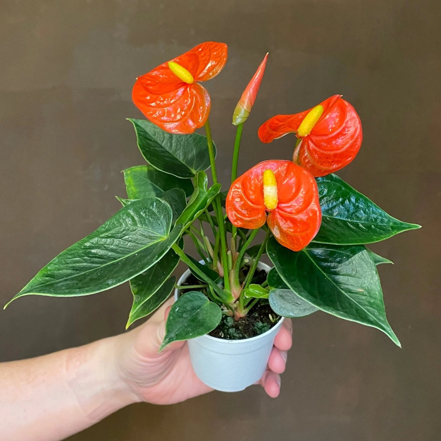 Anthurium Orange Miniature