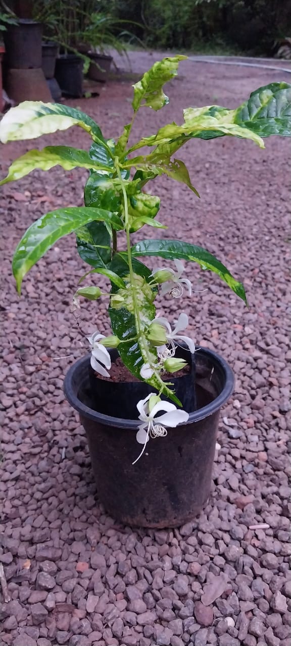 Variegated Clerodendrum wallichii