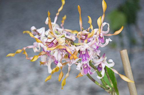 Dendrobium Jk Helix