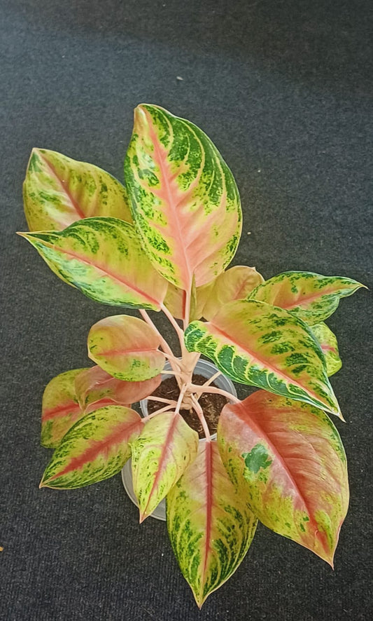 Aglaonema Jackpot Narrow Leaf