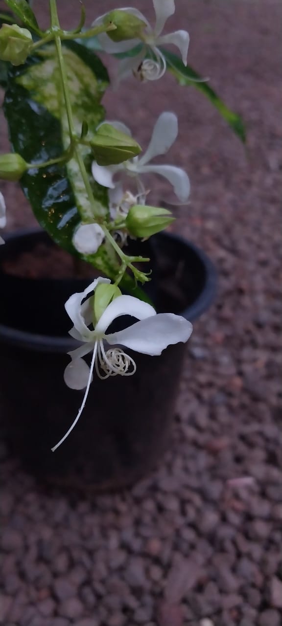 Variegated Clerodendrum wallichii