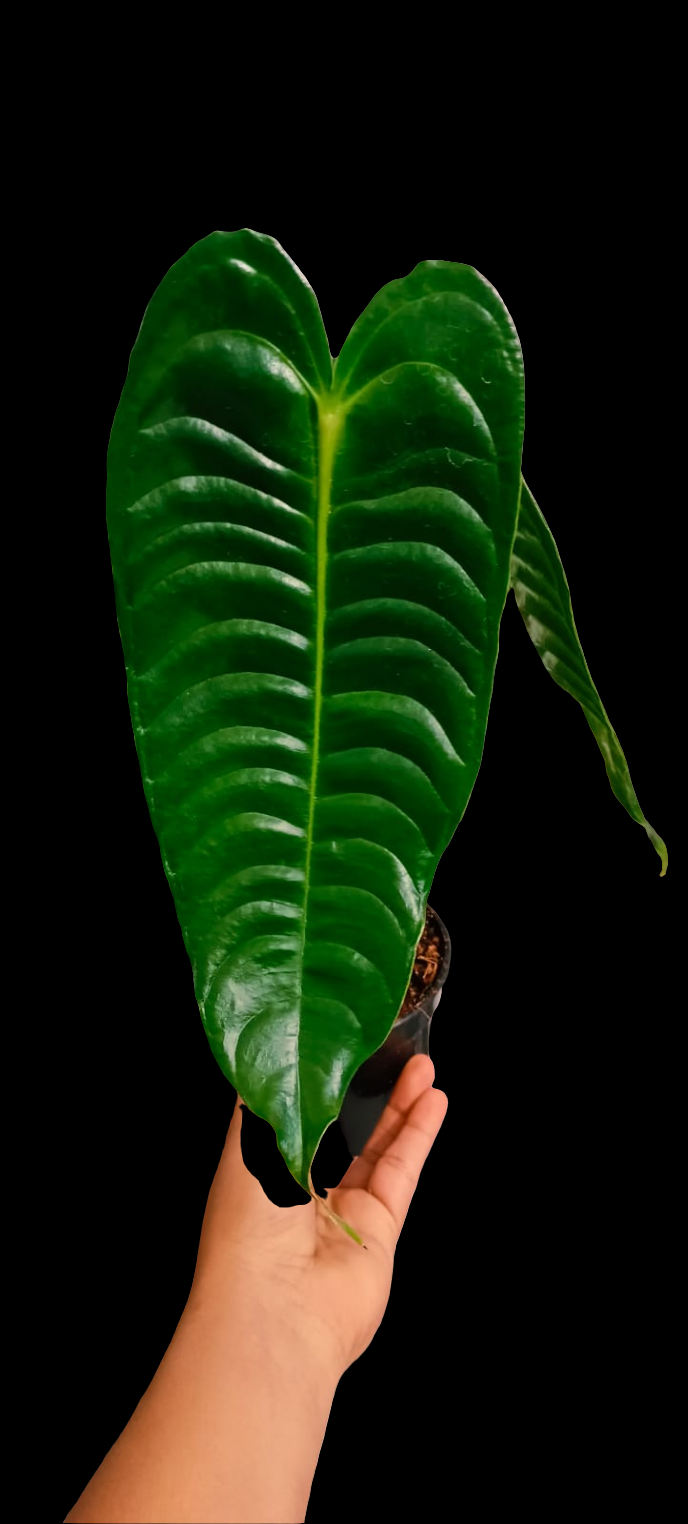 Anthurium Veitchii Narrow ' King'