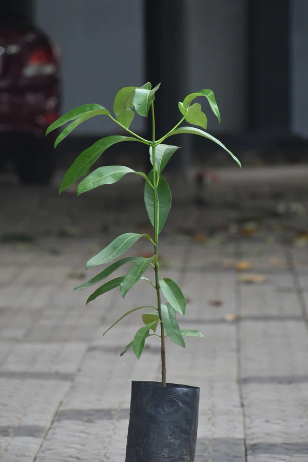 Bacuripari Exotic Fruit Plant (Garcinia macrophylla)