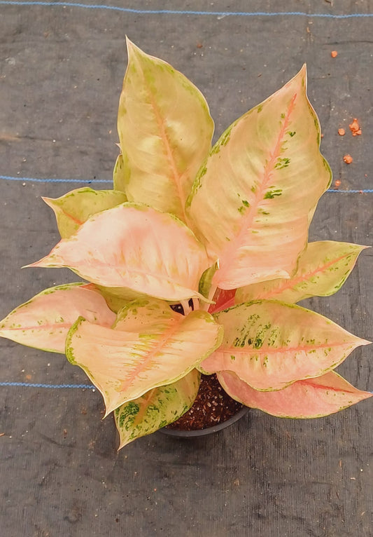 Aglaonema Leopard