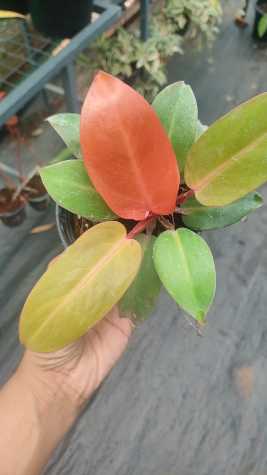 Philodendron Prince of Orange