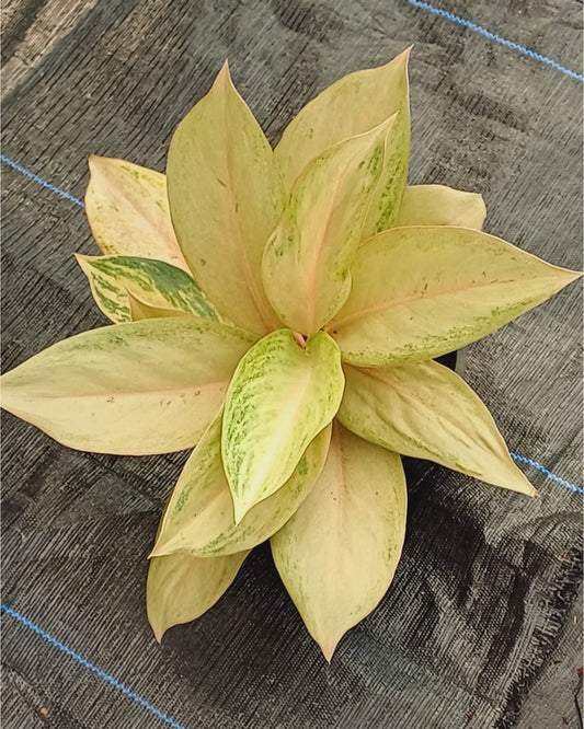 Aglaonema Pameela