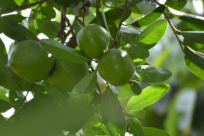 Black Sapote Exotic Fruit Plants (Diospyros Nigra)