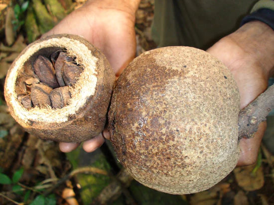 Brazil Nut Exotic Fruit Plants (Bertholletia Excelsa)