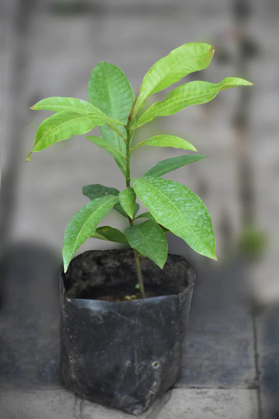 Brazil Nut Exotic Fruit Plants (Bertholletia Excelsa)