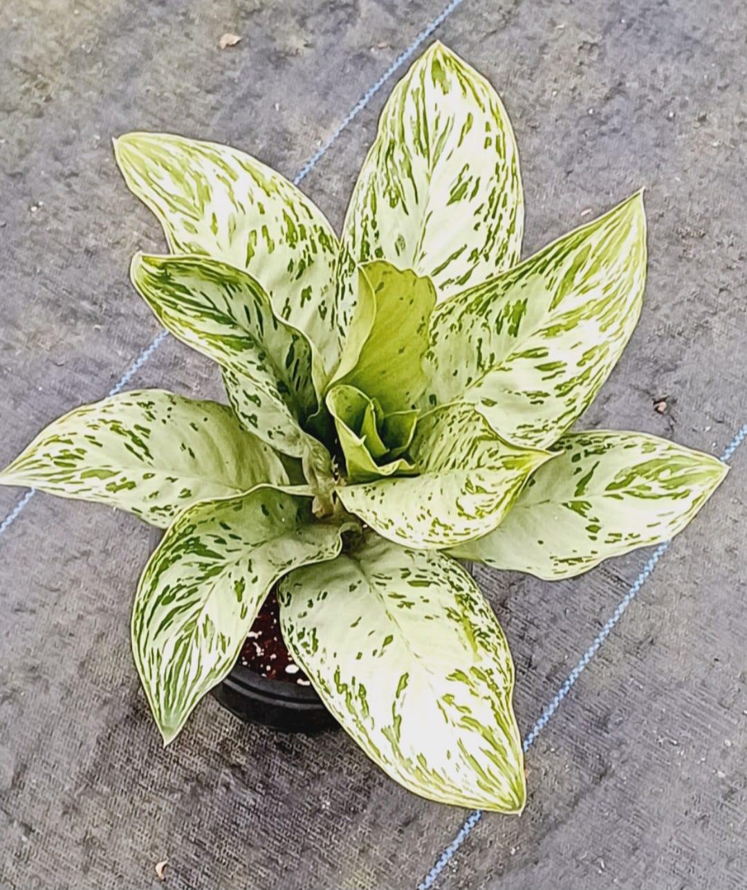 Aglaonema Donatello Narrow Form