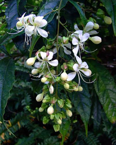 Clerodendrum Wallichii White