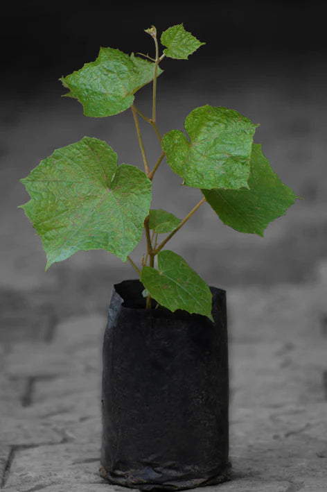 Cambodian Wild Grape Exotic Fruit Plant (Ampelocissus Martini)