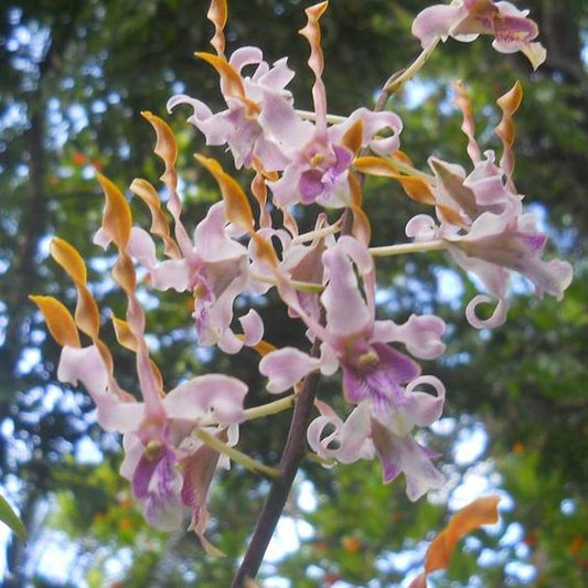 Dendrobium Antelope Hybrid