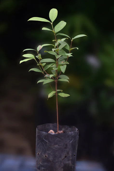 Cherry of the Paramirim Exotic Fruit Plant (Eugenia Oblongata)