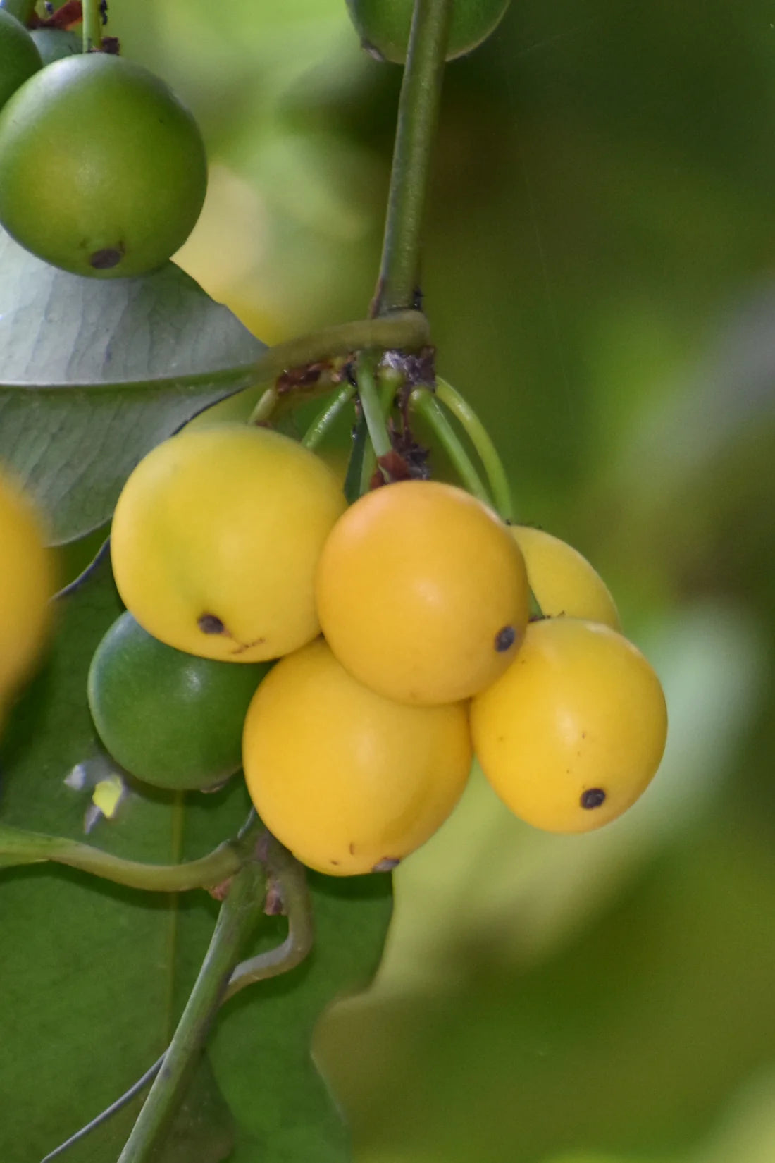 Cherry Mangosteen Exotic Fruit Plants (Garcinia Intermedia)