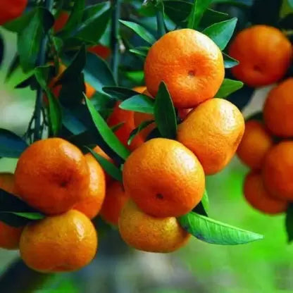 Sweet Bush Orange Grafted Exotic Fruit Plants
