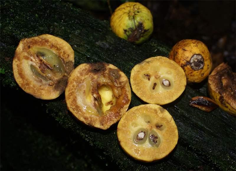 Chrysophyllum Lucentifolium Exotic Fruit Plant