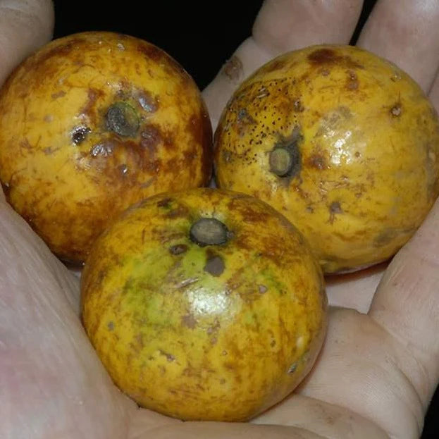 Chrysophyllum Lucentifolium Exotic Fruit Plant