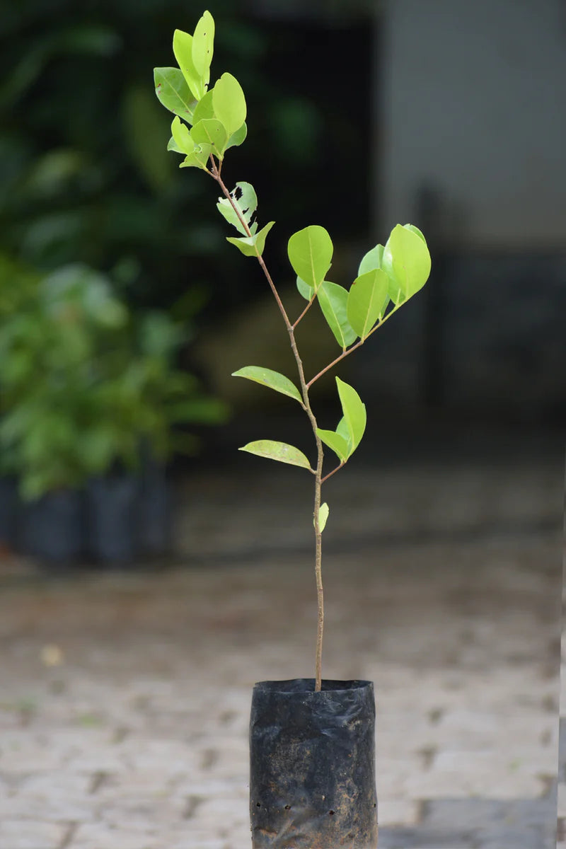 Cocoplum Exotic Fruit Plants (Chrysobalanus Icaco)