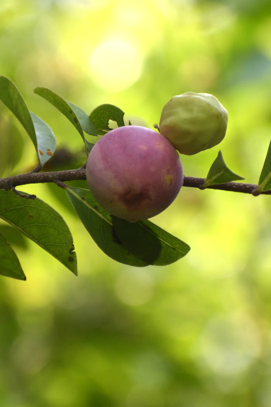 Cocoplum Exotic Fruit Plants (Chrysobalanus Icaco)