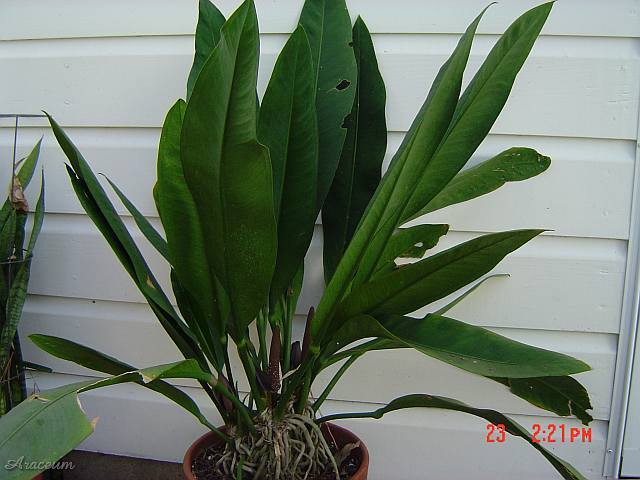 Anthurium Coriaceum 'Mother Plant'