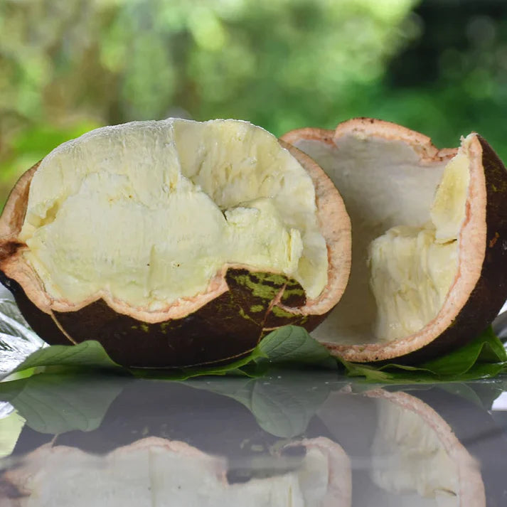 Cupassu Fruit Exotic Fruit Plants (Theobroma Grandiflorum)