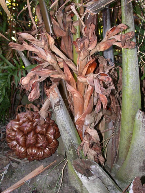 Nipa Palm Exotic Fruit Plants (Nypa fruticans)